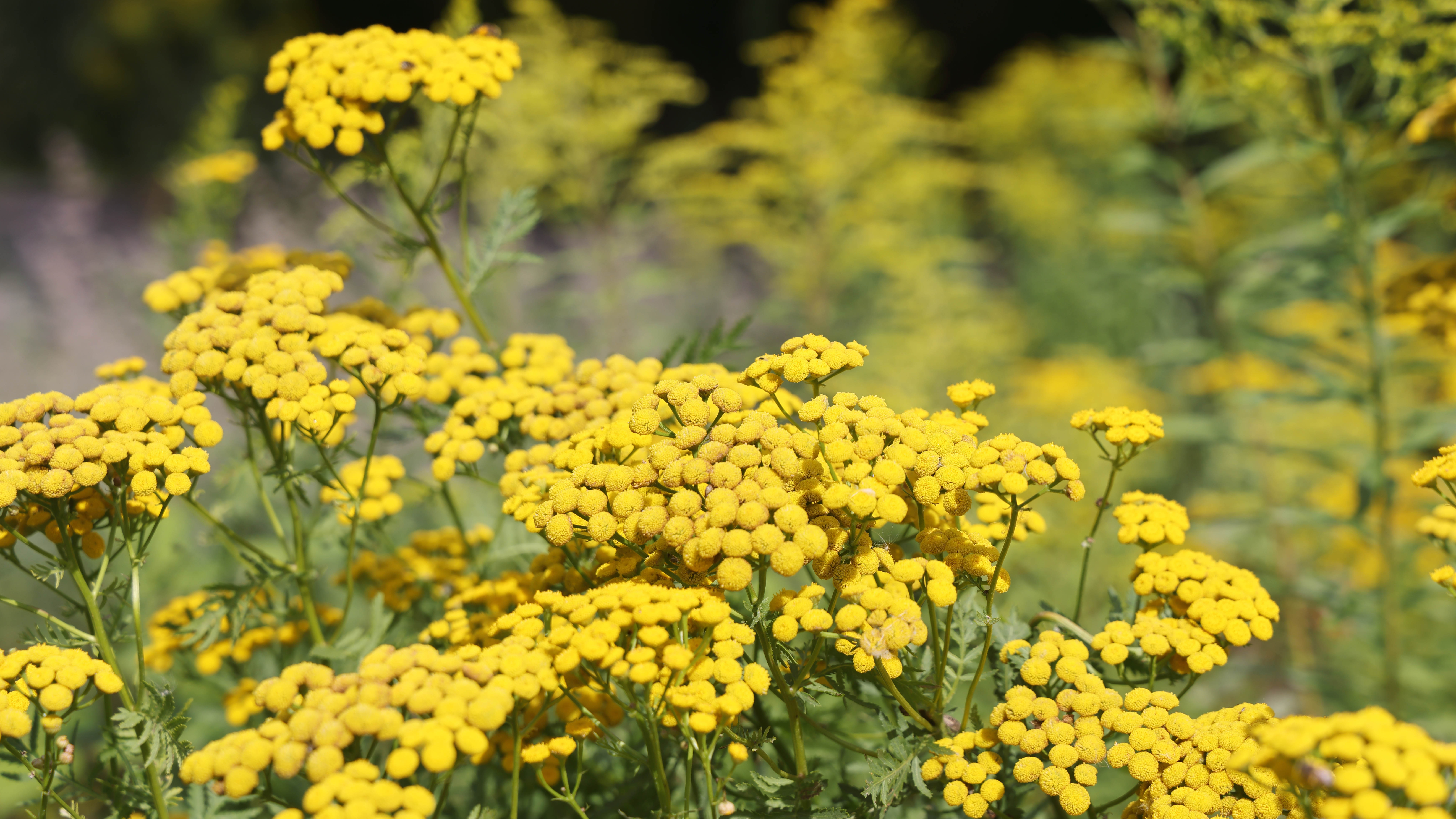 Tansy growing in the field