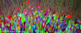 Brain Cells Colored To Create Brainbow Live Science