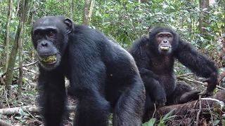 Two Taï chimpanzees in Côte d'Ivoire with fruit in their mouths.