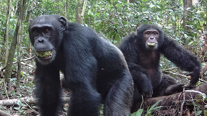 Two Taï chimpanzees in Côte d&#039;Ivoire with fruit in their mouths.