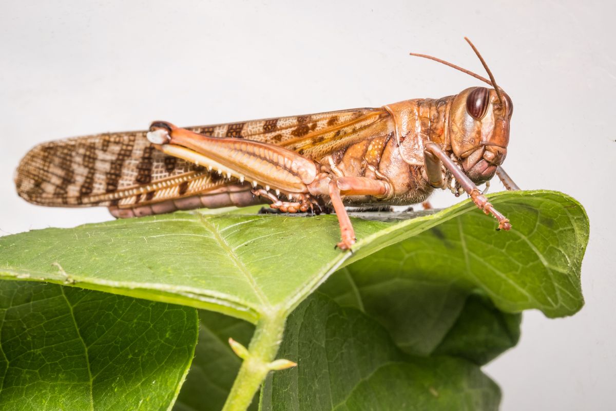 What Are Locusts And Why Do They Swarm Live Science What Are Locusts And Why Do They Swarm Live Science