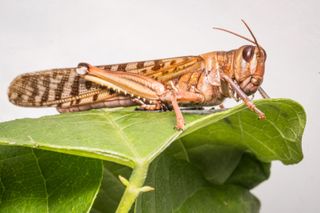 A desert locust chows down on a leaf.