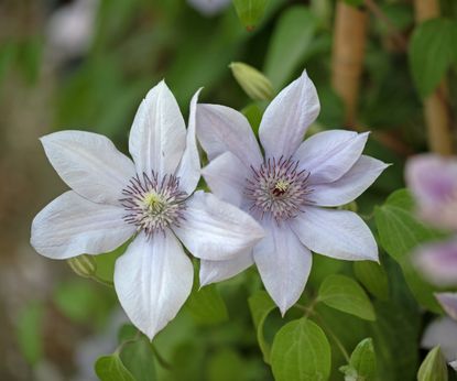 Clematis Care: How To Grow Clematis | Gardening Know How