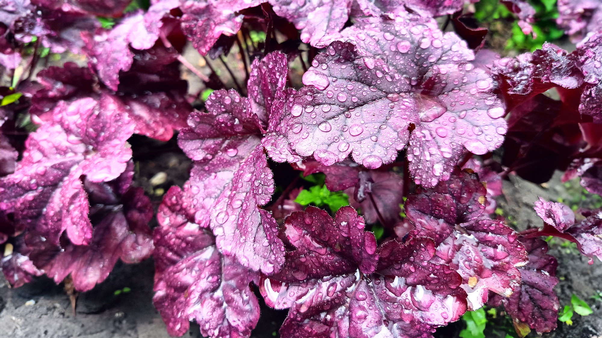 heuchera plant with purple foliage and raindrops on leaves