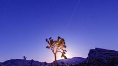 Lyrid meteor over Joshua tree