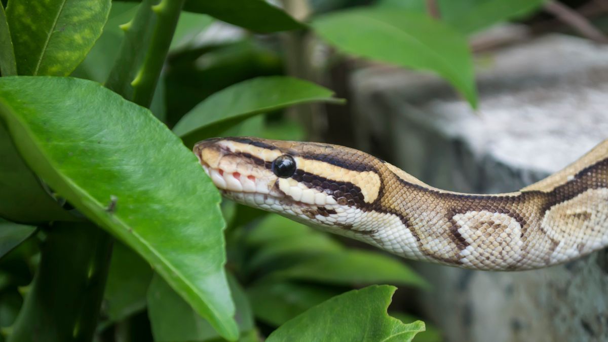 Snake eating leaf