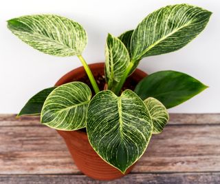 Birkin philodendron in a pot