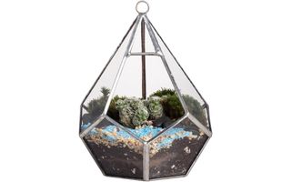 Best hanging terrariums