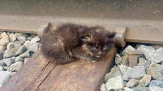 Close up of Willow on the railroad