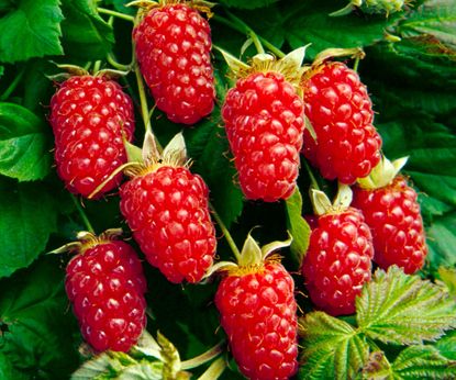 Best brambles: top picks for fruit, flowers and wildlife