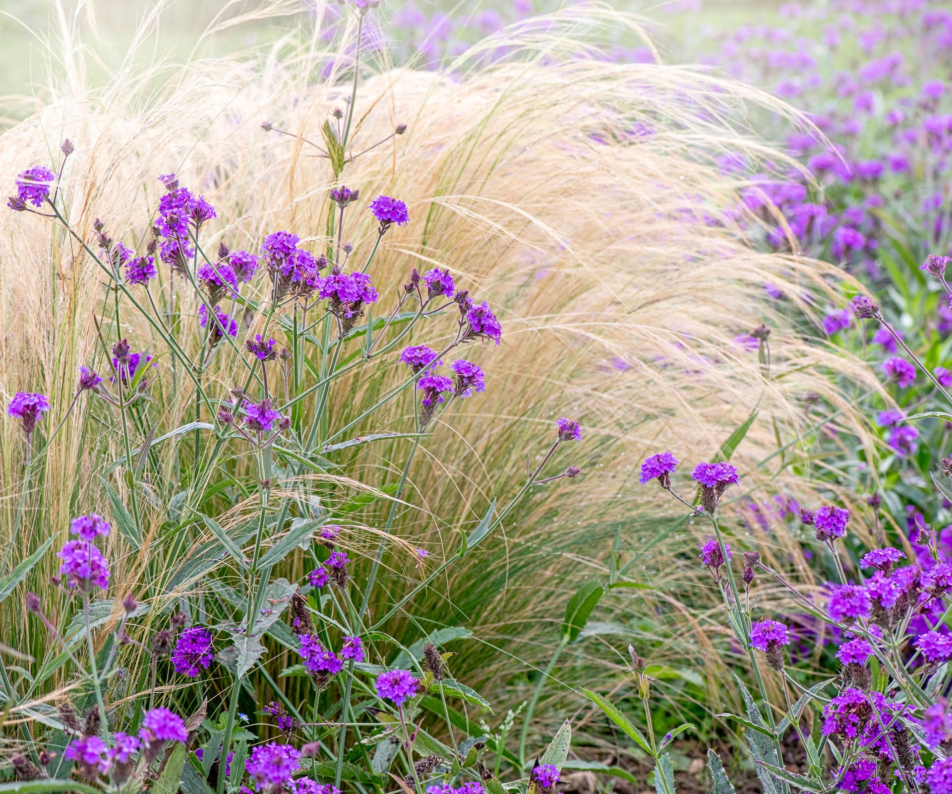 stipa and verbena in summer garden planting