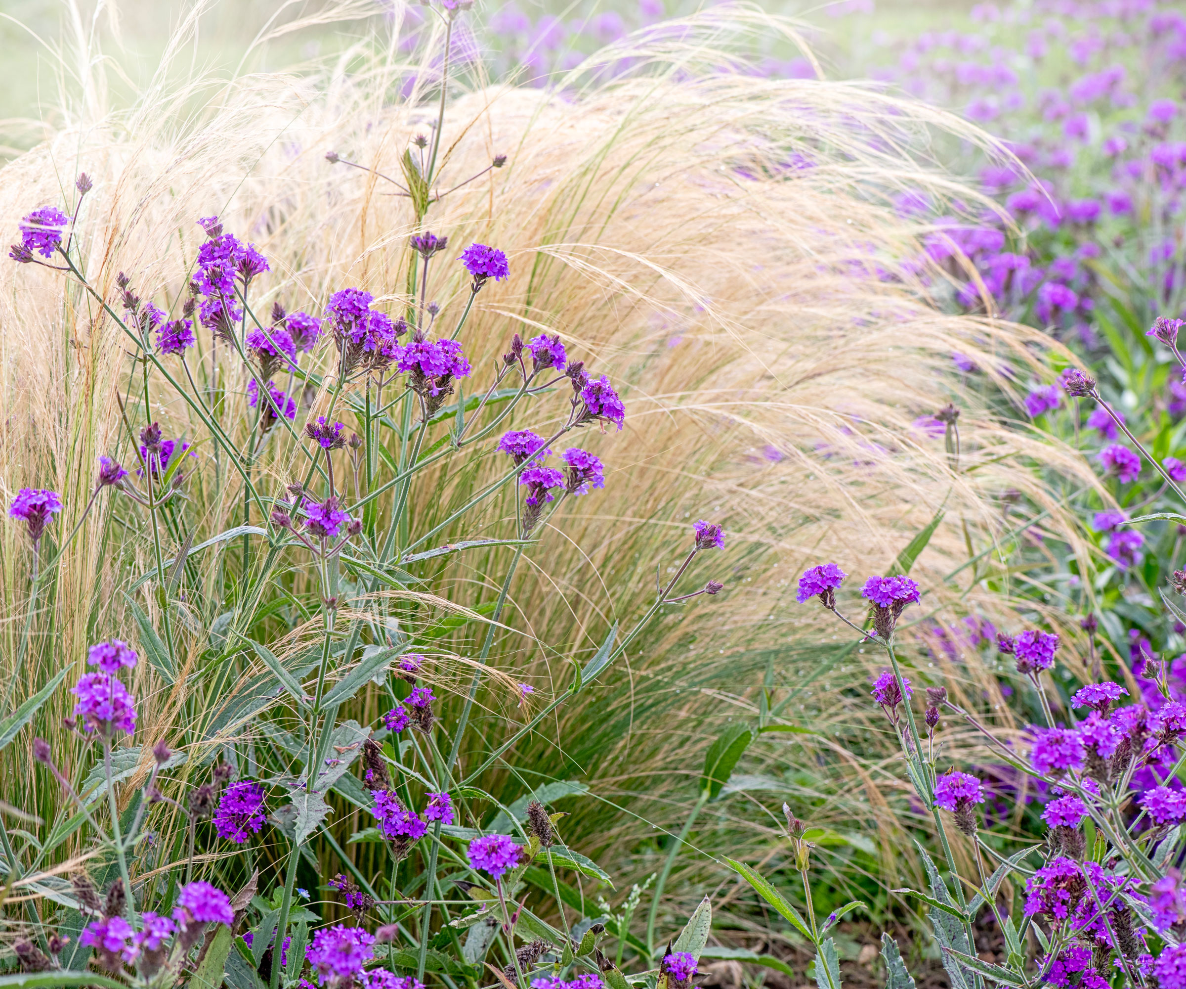 stipa and verbena in summer garden planting