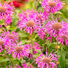 pink monarda plants with bright pink flowers