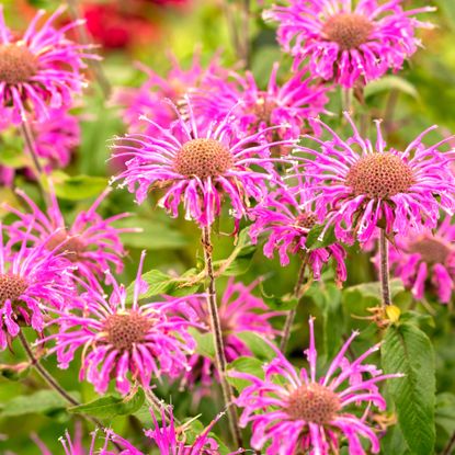 pink monarda plants with bright pink flowers