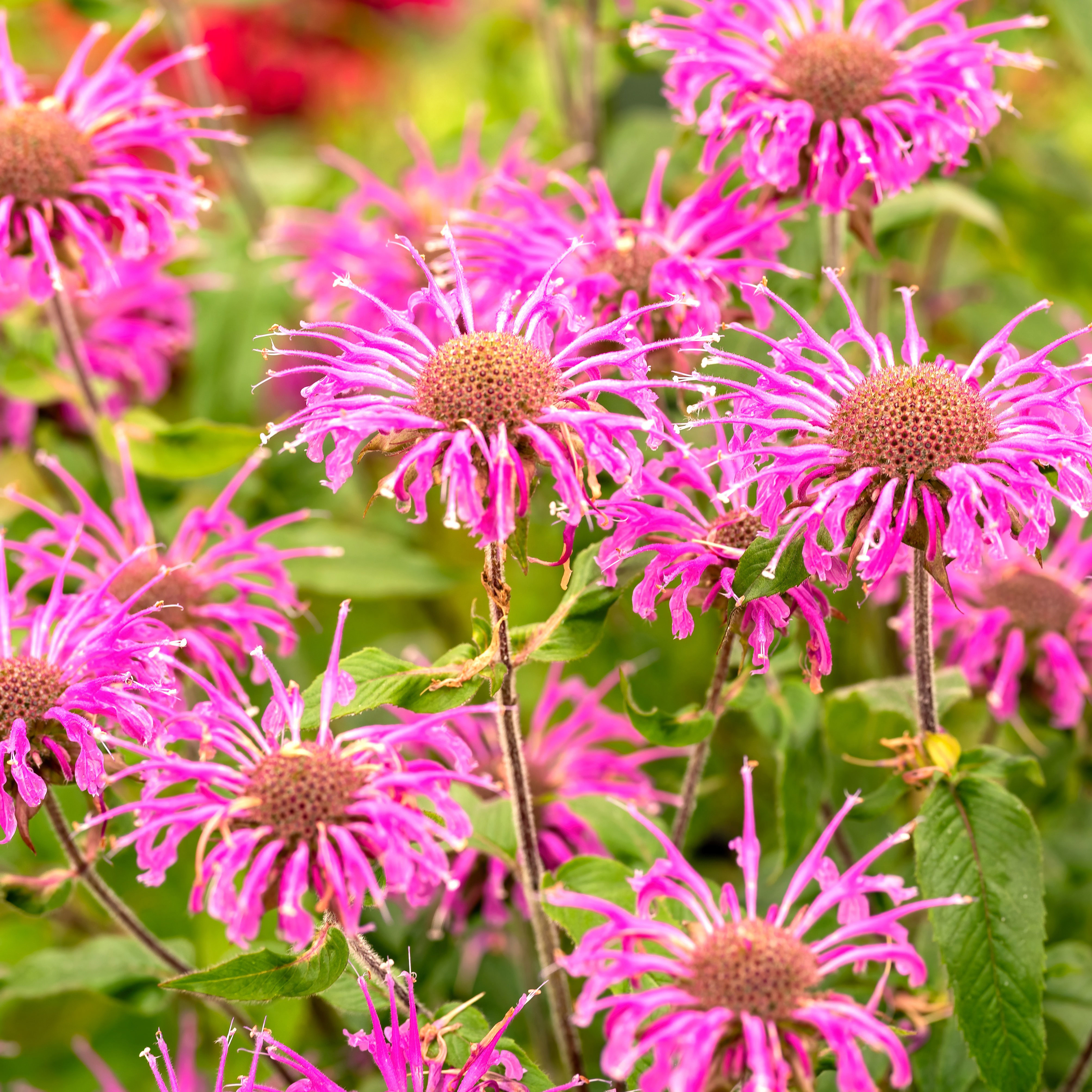 pink monarda plants with bright pink flowers