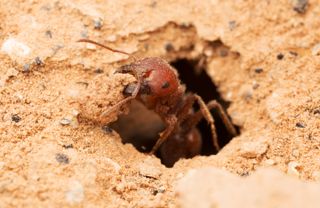 Could this red harvester ant help trap greenhouse gases?