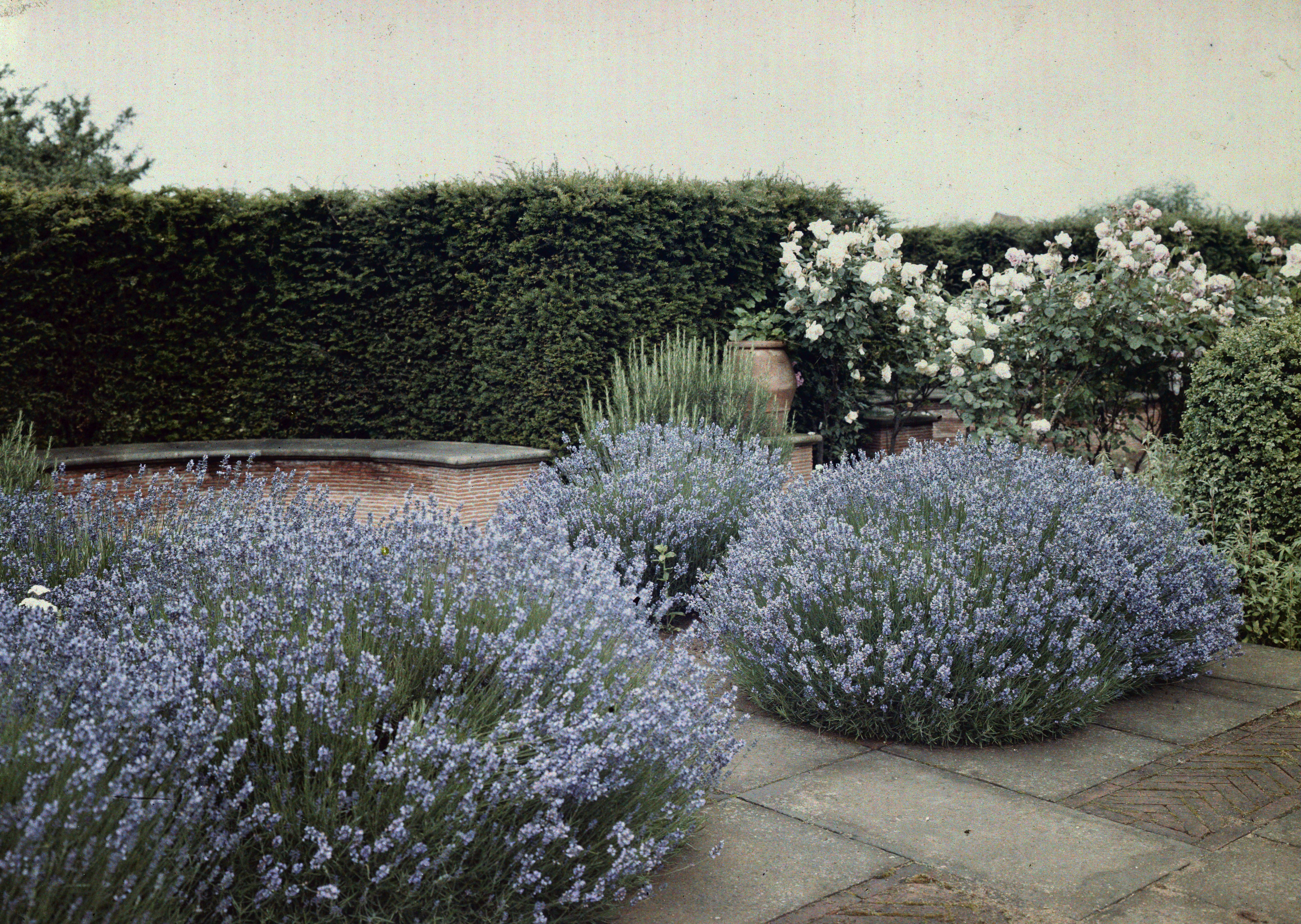 Munstead Wood garden