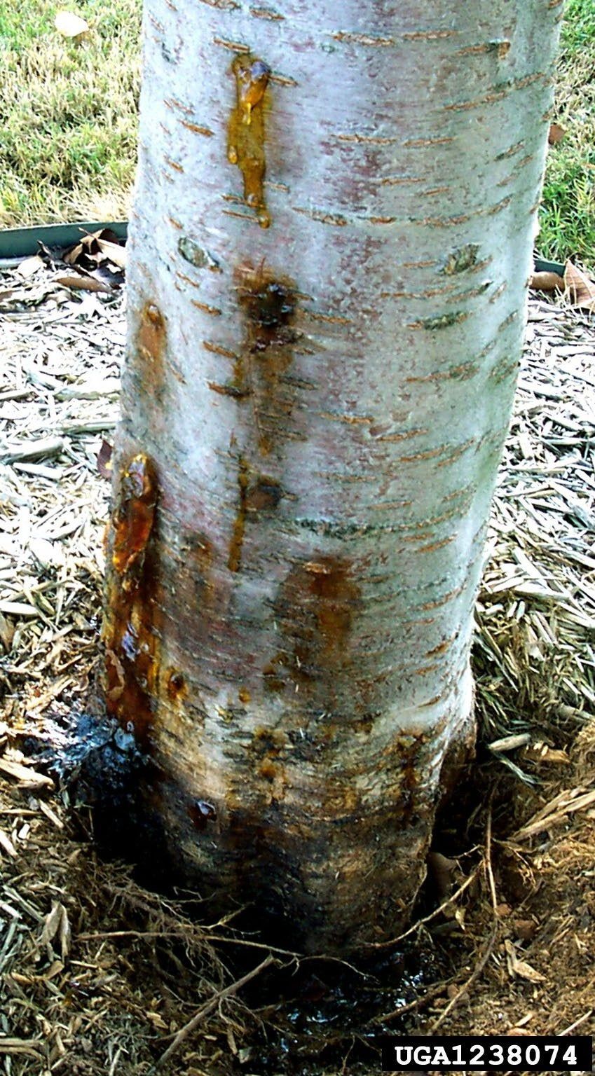 Borers On Cherry Tree