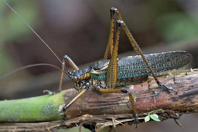 Emerald katydid