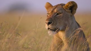A lion in amongst some long grass in Our Planet II