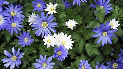 Anemone blanda blooms in spring