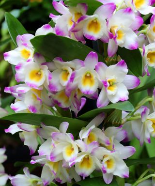 Orchid Dendrobium Bright Eyes