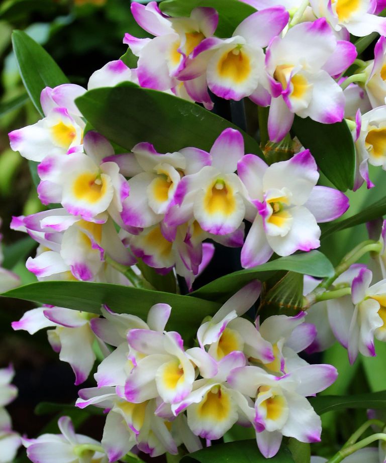 How often do orchids bloom a guide to popular species gardening know how