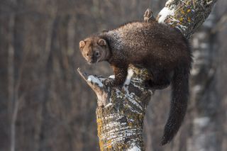 Photo of a fisher cat crouched in a tree.