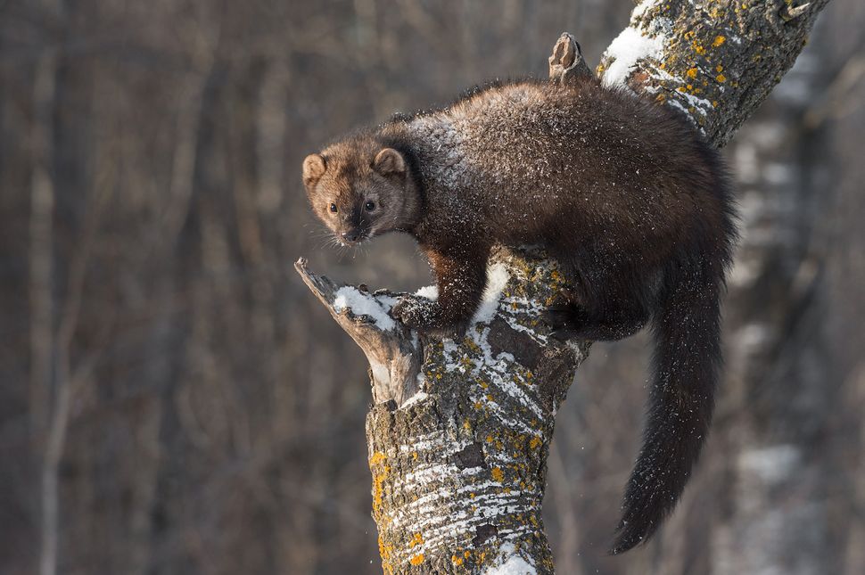 fisher-cats-animals-that-aren-t-cats-nor-are-they-really-fishers
