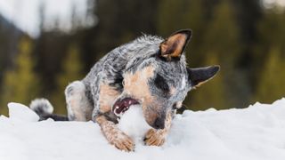 Blue Heeler dog biting into a snow ball