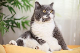 A fat cat sitting on a sofa.
