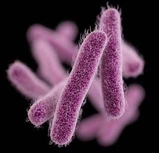 An image of drug-resistant Shigella bacteria.