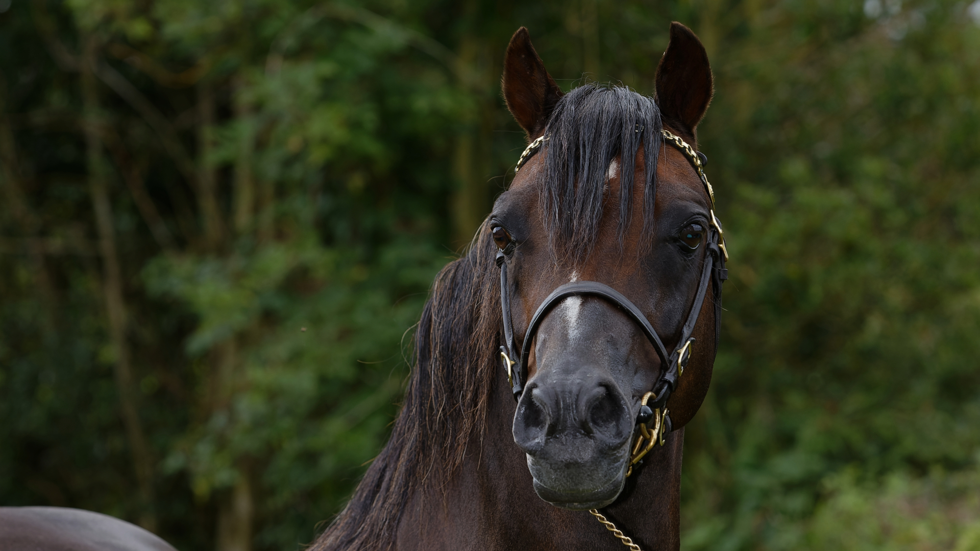 Skellorn Bronze Soldier Skellorn Bronze Soldier, Welsh section B stallion at stud at Skellorn Stud, Cheshire