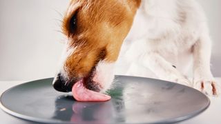 Dog licking plate