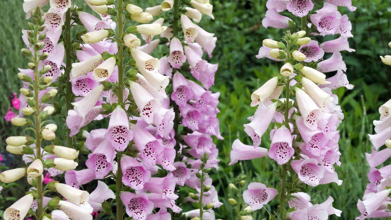 Lavender pink flowers of Foxglove Digitalis purpurea &#039;Camelot Lavender&#039;