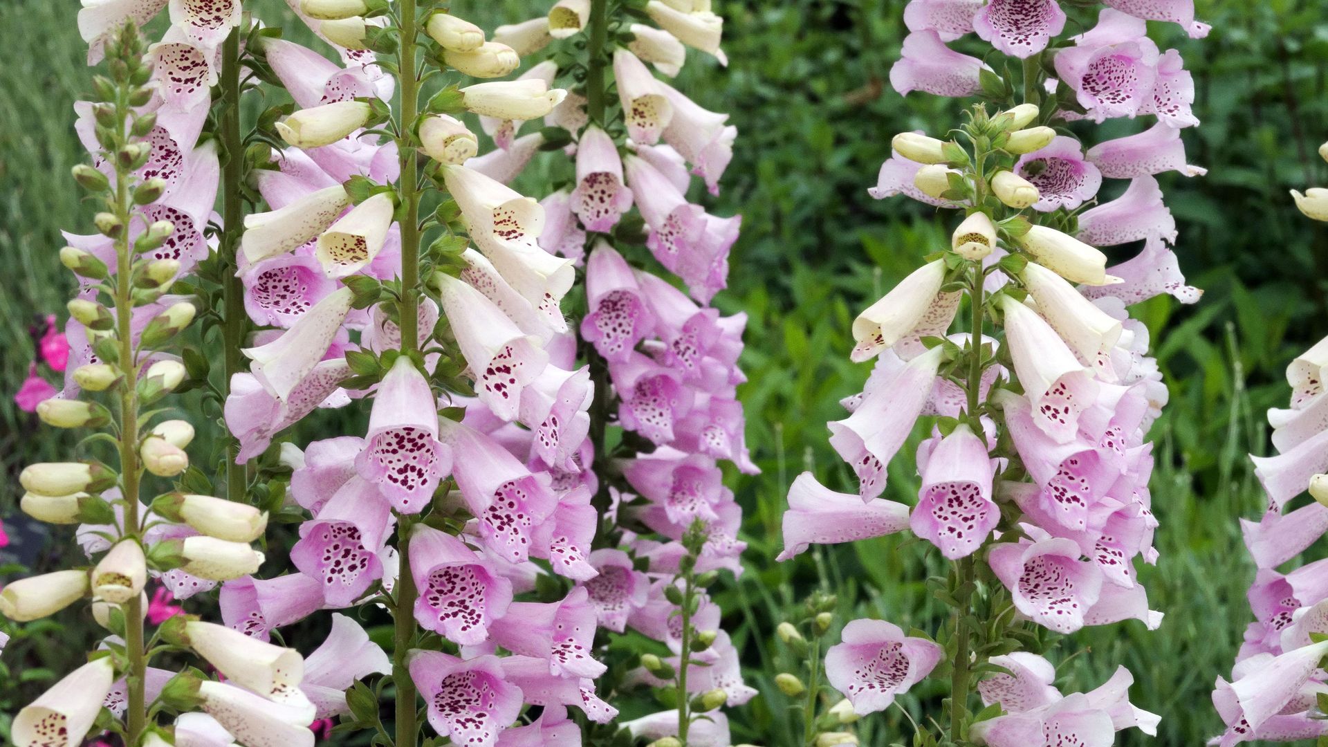 Foxglove varieties 16 options for summer borders Gardeningetc