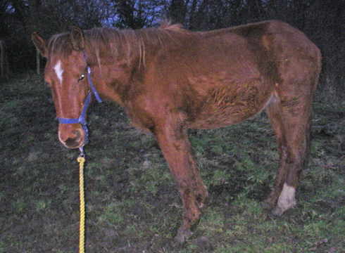 Herts chestnut1