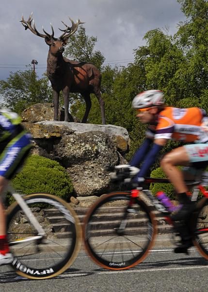 The Southland Stag watches the riders pass.