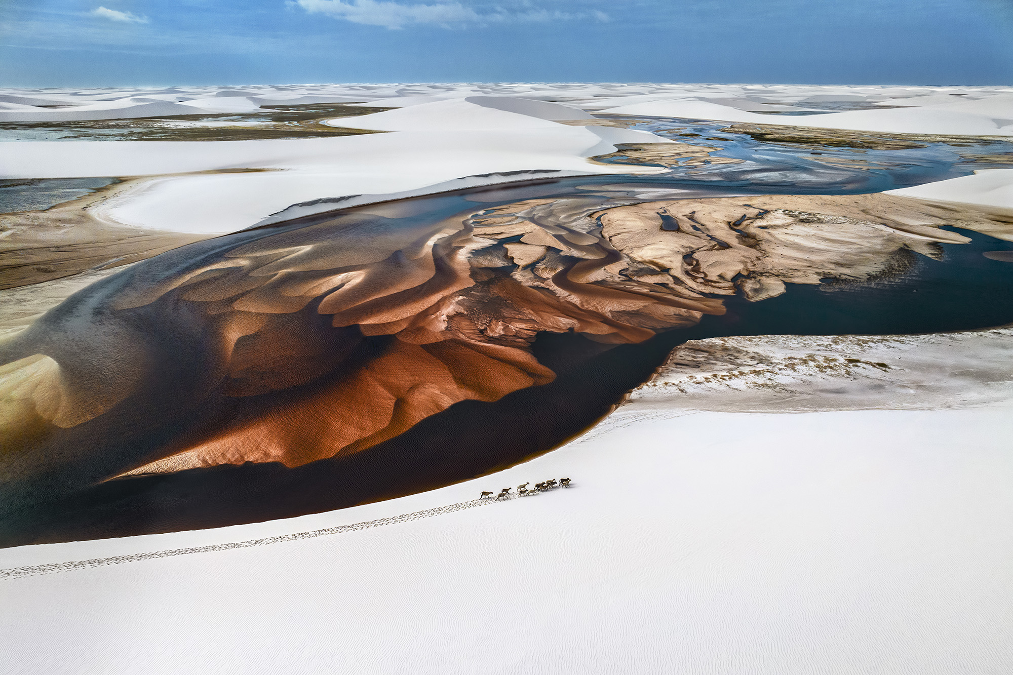 A herd of animals photographed near Len&amp;ccedil;&amp;oacute;is Maranhenses in Brazil, taken by nature photographer Paul Nicklen in 2025