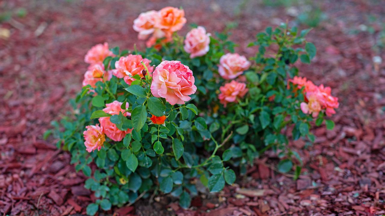 Pink roses surrounded by mulch