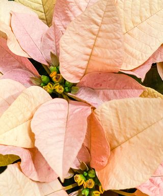 pink poinsettia Princettia showing pale pink bracts