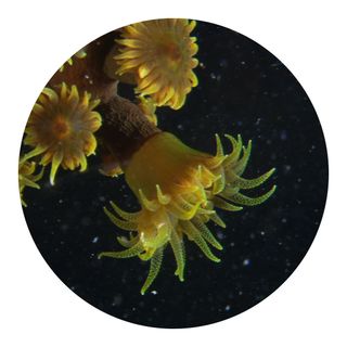 coral, rekindling venus