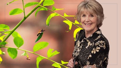 Collage image of a leafcutter bee and Nancy Birtwhistle