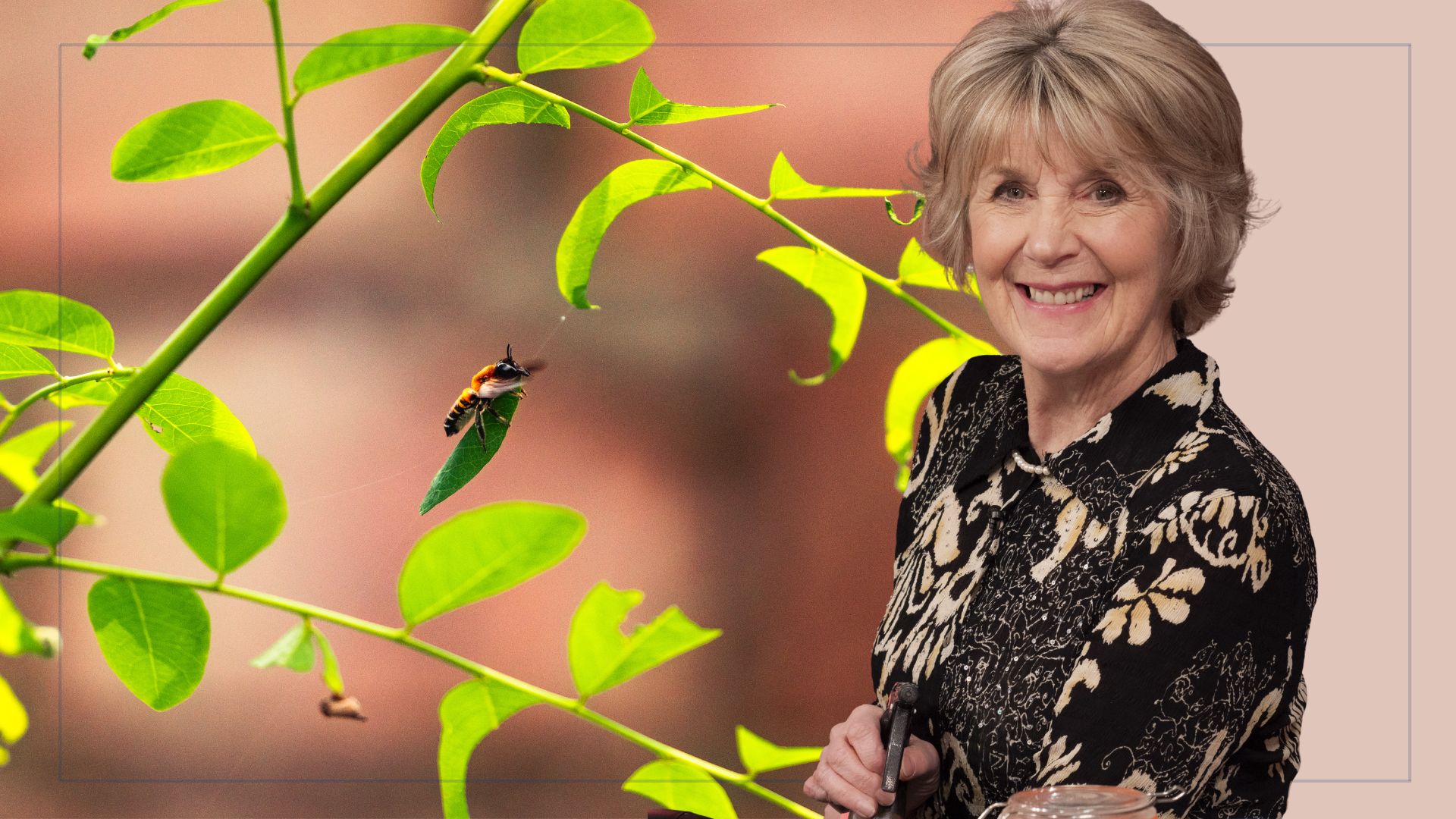 Collage image of a leafcutter bee and Nancy Birtwhistle