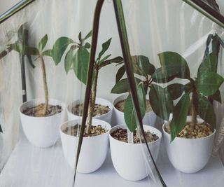 frangipani cuttings growing in small greenhouse