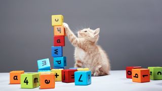 Kitten playing with blocks