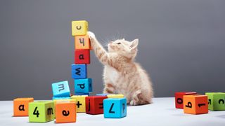 7 Cat Brain Games That Will Enrich Their Life - Catster