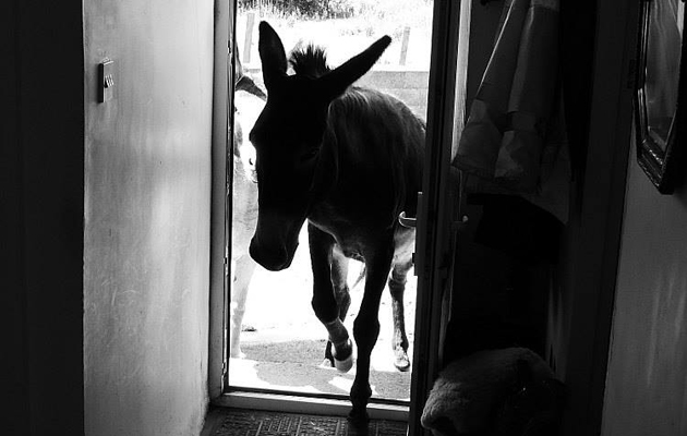 donkeyinthehouse