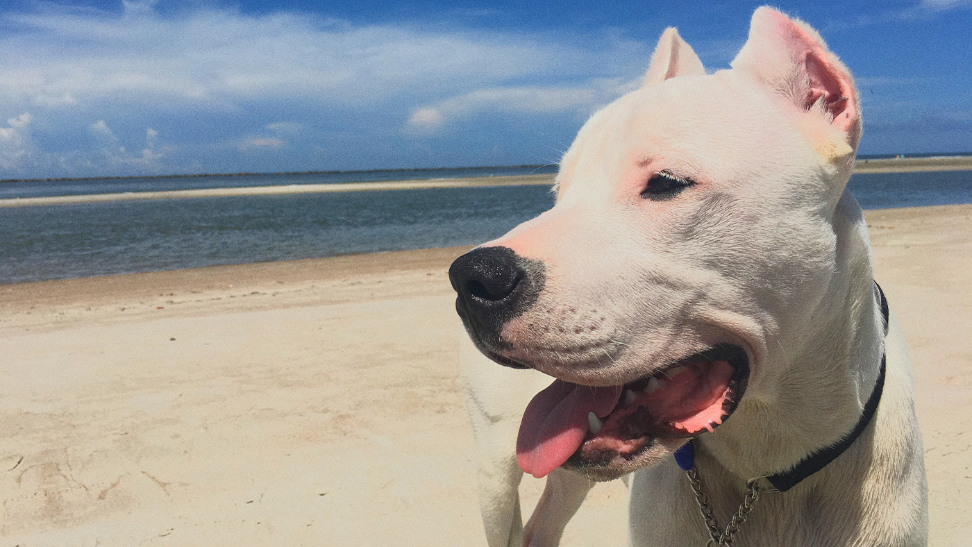 Dogo Argentino on beach