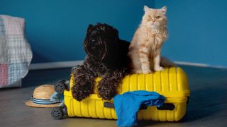 Black curly haired dog and ginger cat sitting on top of yellow suitcase